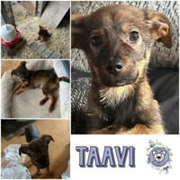TAAVI * lustiger Wirbelwind, Hund zur Adoption