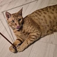 Einzel- oder Zweitkater Gunnar, Kater zur Adoption