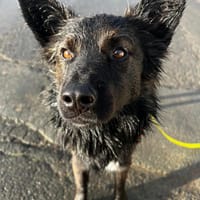 Fino, menschenbezogen, 45 cm 16 Kg, Hund zur Adoption