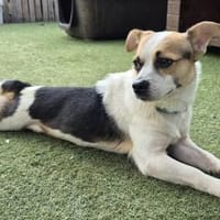 THOR ❤ der perfekte Familienhund, Hund zur Adoption