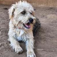 Frieda, Hündin zur Adoption