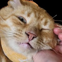 Perfekt unperfekt...Handicap sucht Liebe, Kater zur Adoption