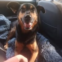 Filemon, Hund zur Adoption