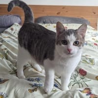 Luna und Luis  gemeinsames Glück?, Kater zur Adoption