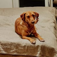 Herzdame ♥, Hündin zur Adoption