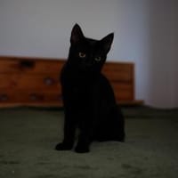 Katzenkind AMAYA sucht ihr Zuhause!, Katze zur Adoption