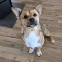 Teddy sucht sein Zuhause, Hund zur Adoption