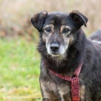 Coco geht entspannt an der Leine, Hündin zur Adoption