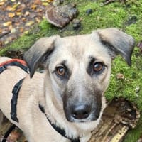 Fary, geb. ca. 02/2024, 58332 Schwelm, Hündin zur Adoption