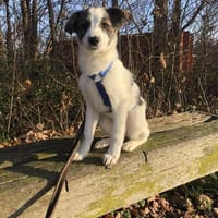 HOLLY ❤, Hündin zur Adoption