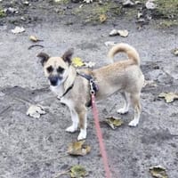Emmi ❤sucht ihr für immer Zuhause, Hündin zur Adoption