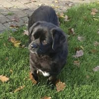 Cherry ❤ Anfängerhündin, Hündin zur Adoption