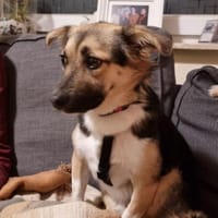 Inga auf PS in Flintbek, Hündin zur Adoption