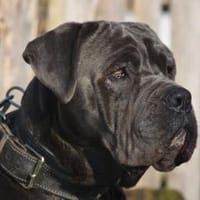 BALU, Hund zur Adoption