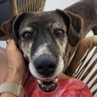 Eleana, lernwillige Hundedame, ca. 6 J, Hündin zur Adoption