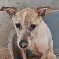 Wer gibt Seniorin Martinia ein Zuhause?, Hündin zur Adoption