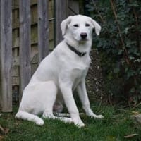 Ciccio möchte Ihr treuer Begleiter sein, Hund zur Adoption