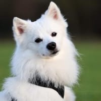 Felix wünscht sich empathische Familie, Hund zur Adoption