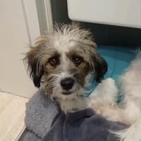 liebevolles Zuhause gesucht für NINA, Hündin zur Adoption