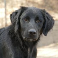 Bambo freut sich auf sein neues Leben, Hund zur Adoption