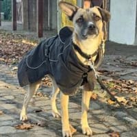 Payton sucht ihr perfect match, Hündin zur Adoption