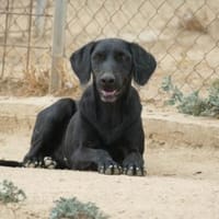 Grey sucht ihr Glück, Hündin zur Adoption