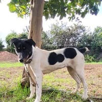 BRISA ❤ kleine Frohnatur, Immenhausen, Hündin zur Adoption