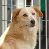 Delia sucht ein liebevolles Heim, Hündin zur Adoption