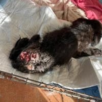 Lara hofft auf ein gutes Leben, Hündin zur Adoption