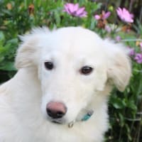 Liebe Belka sucht eine tolle Familie 💖, Hündin zur Adoption