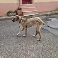 Kore sucht aktive Menschen, Hündin zur Adoption