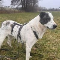 Deenah sucht Liebe, Hündin zur Adoption