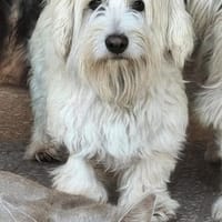 Bella 77776 auf Pflegestelle, Hündin zur Adoption