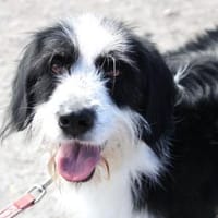 Dion: sanfte Schönheit auf 4 Pfoten!, Hund zur Adoption