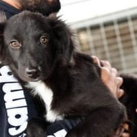 Nuccio wünscht sich Zuhause, Hund zur Adoption