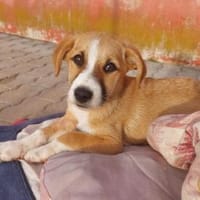 Paolina sucht ihre Familie, Hündin zur Adoption