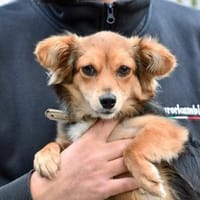 Piccola sucht gutes Zuhause, Hündin zur Adoption