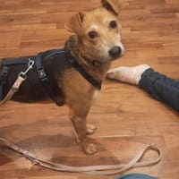 Mirika ist eine freundliche Hündin 🐾, Hündin zur Adoption