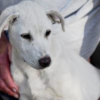 Dalia sucht engen Familienanschluss, Hündin zur Adoption