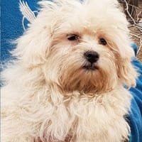 Jasper  20.12 auf Pflegestelle 34471, Hund zur Adoption