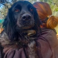 Kira sucht Familienanschluss, Hündin zur Adoption