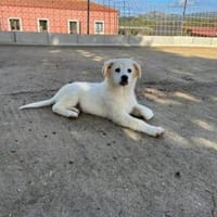 Qua möchte Sie begleiten, Hündin zur Adoption