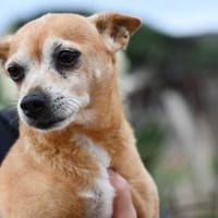 Mia sucht neue Familie, Hündin zur Adoption