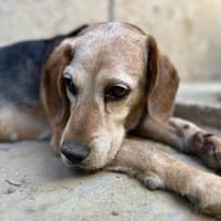 Rudi, freundlicher Senior, ca. 9 Jahre,, Hund zur Adoption