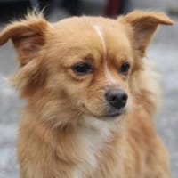 Pippinus ist süß, neugierig und putzig!!, Hund zur Adoption