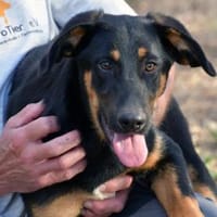 Nehmen Sie liebenswerten Deny auf ?, Hund zur Adoption