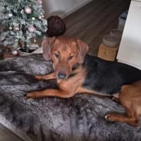 💙Mika💙 sucht seine Familie, Hund zur Adoption