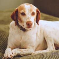 Emily - wartet in 04420 Markranstädt, Hündin zur Adoption