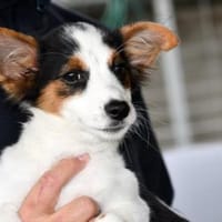 Luigi wünscht sich eigenes Zuhause, Hund zur Adoption