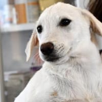 Möchten Sie Itria ein Zuhause geben?, Hündin zur Adoption